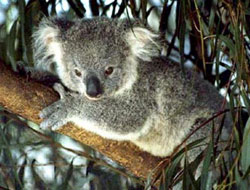 Koala