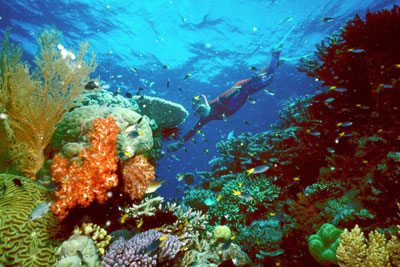 The Great Barrier Reef