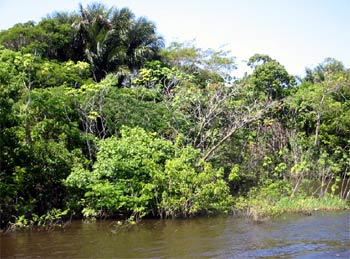 Amazon River, Brazil