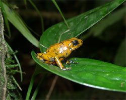 Toad, Costa Rica