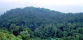 Cloud Forest, Costa Rica