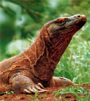 Komodo dragon, Indonesia