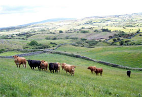 Fun and Loving Ireland Fun and Loving Ireland