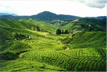 Cameron Highlands, Malaysia