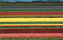 Tulips of Netherlands