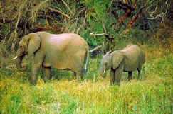 Elefants in South Africa