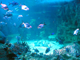 London Aquarium London Aquarium