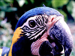 Parrot Jungle Island